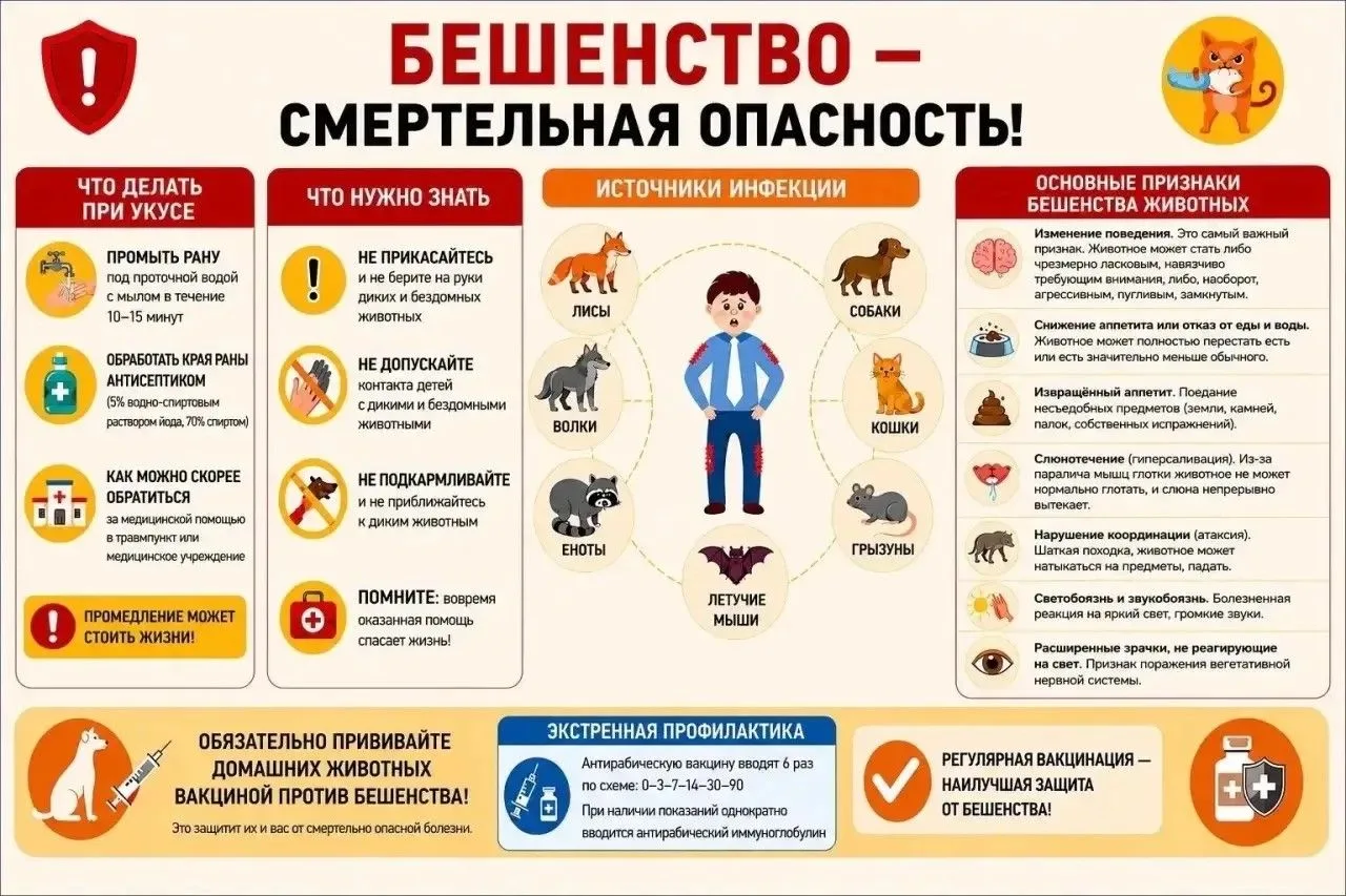 ⚠️ Бешенство неизлечимо, но его можно предотвратить❗️