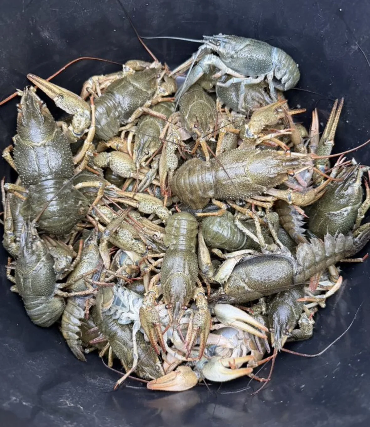 Станица Медведовская , стояло две раколовки на рыбу , улов ровно за 4 часа 🐠 Спасибо з...