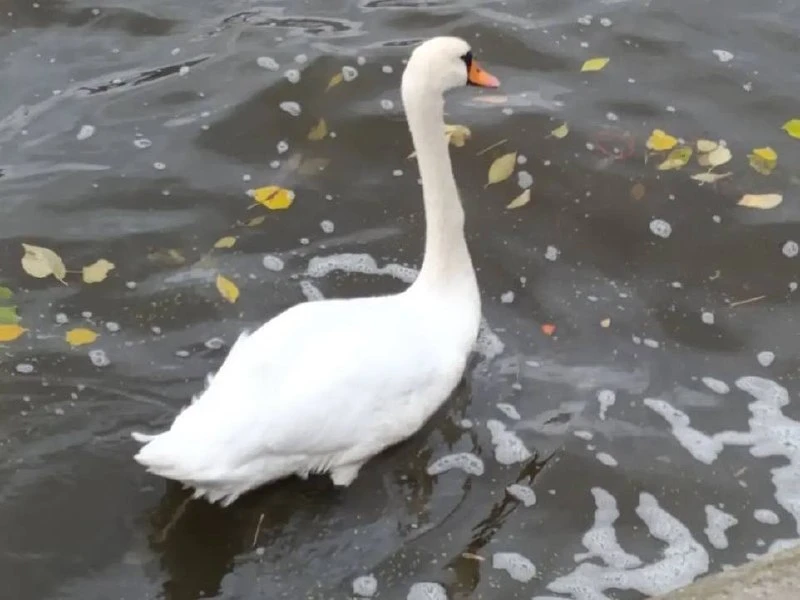 🦢 В Печатниках у причала поселился одинокий лебедь