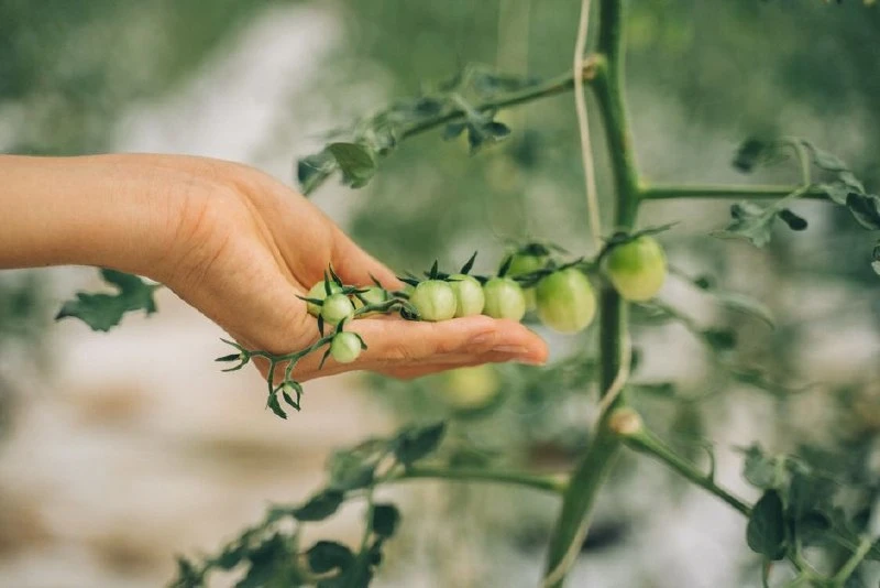 🍅 Последний сбор: как сохранить томаты и перцы до зимы