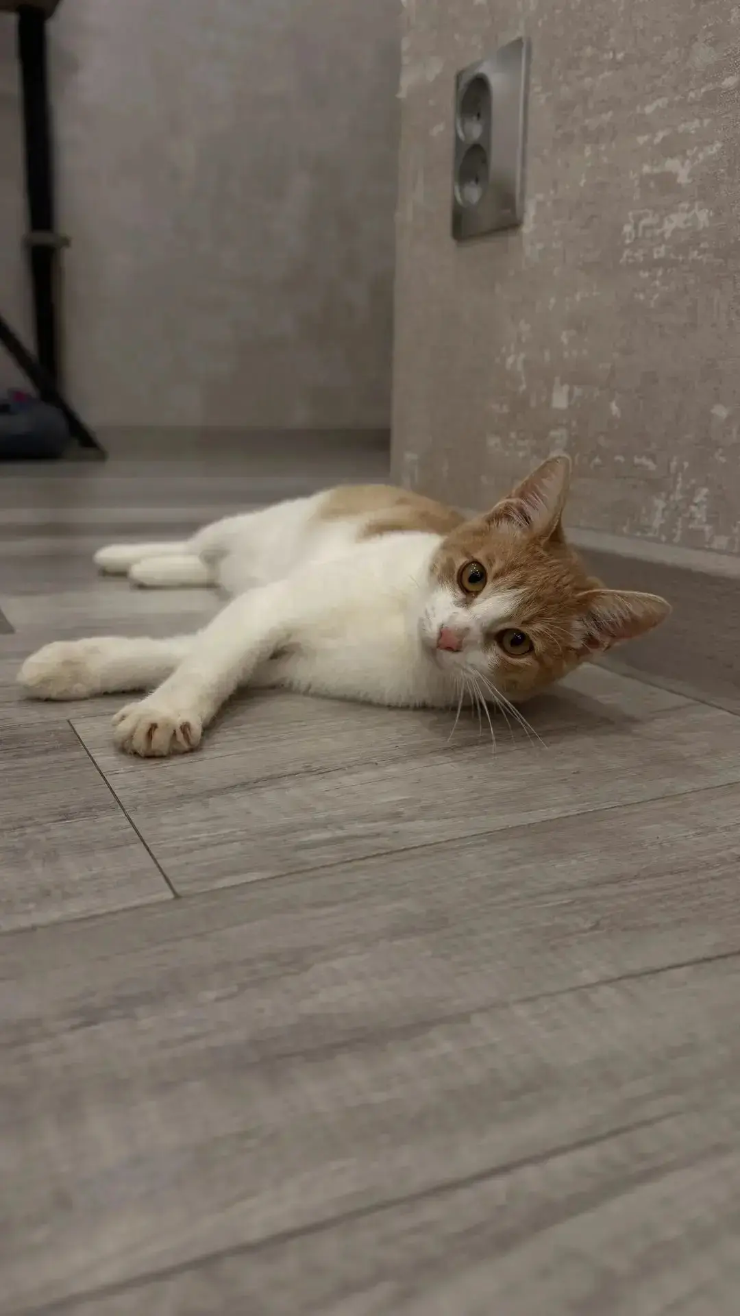 Ищем добpую, ответственную семью для мoлoдoгo кoтика‼️🙏🐱