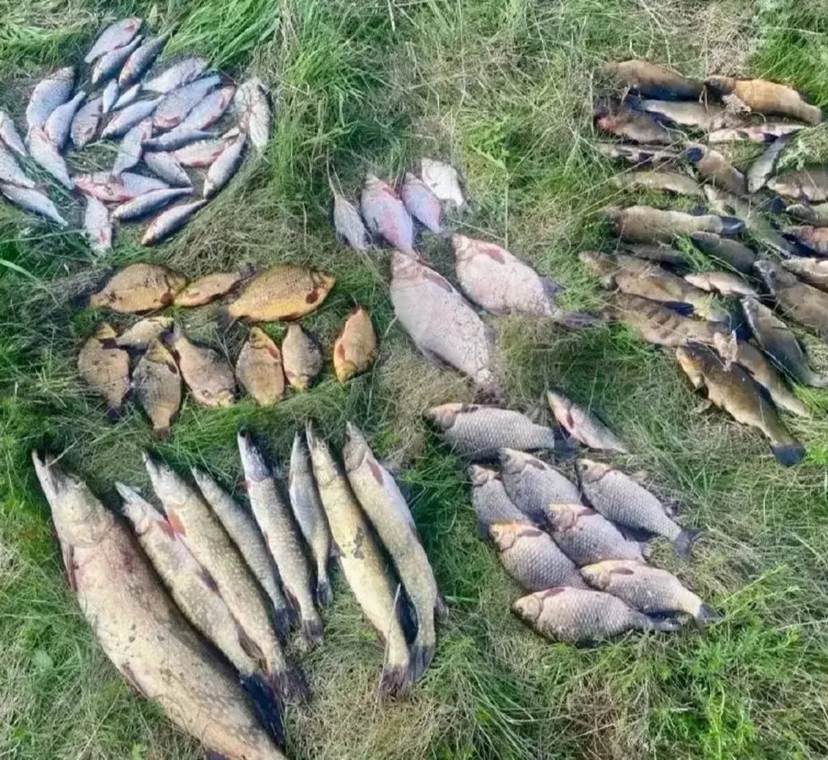 🎣 Мужчина попался на незаконном вылове рыбы в Каслях