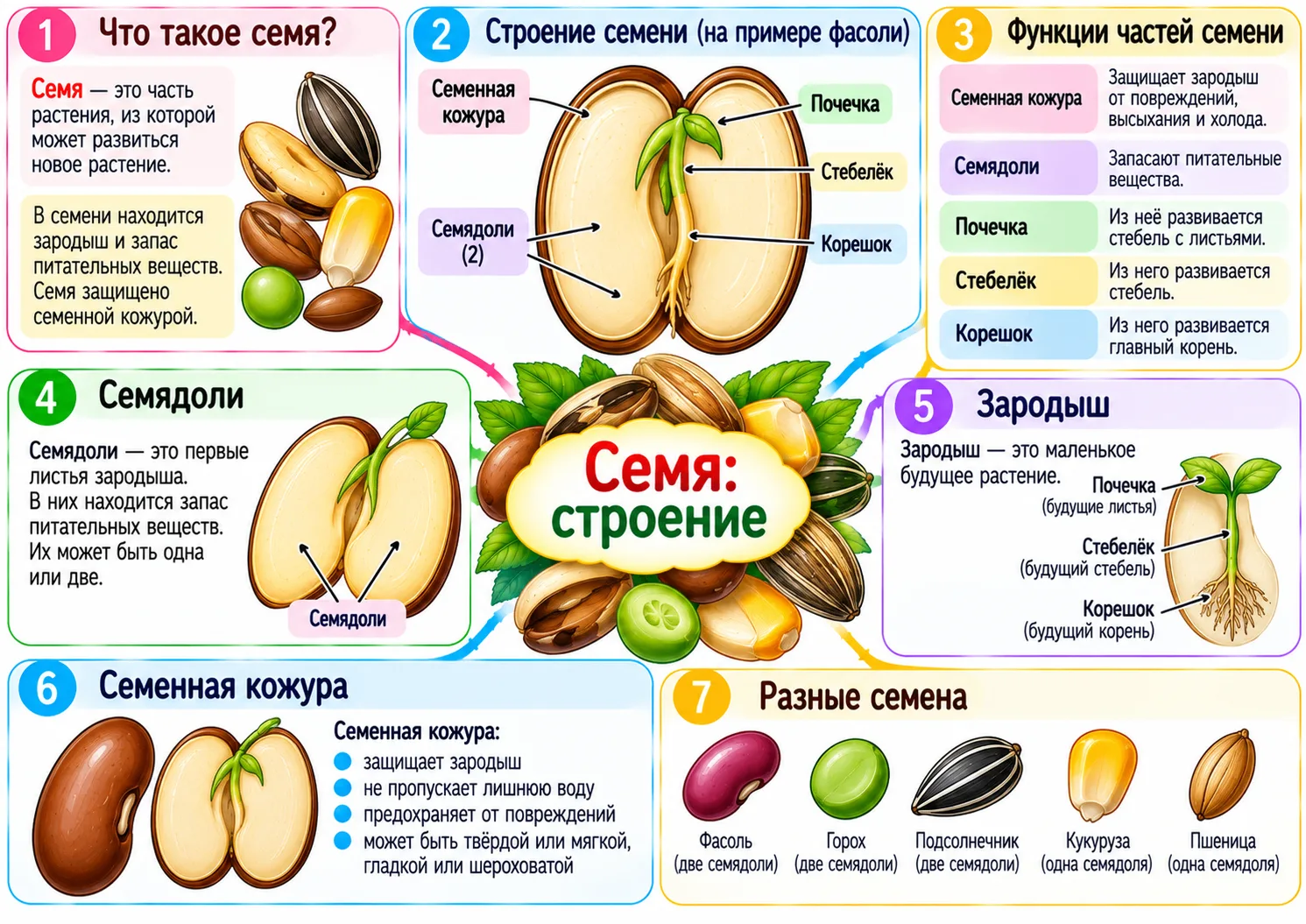 Семя: строение