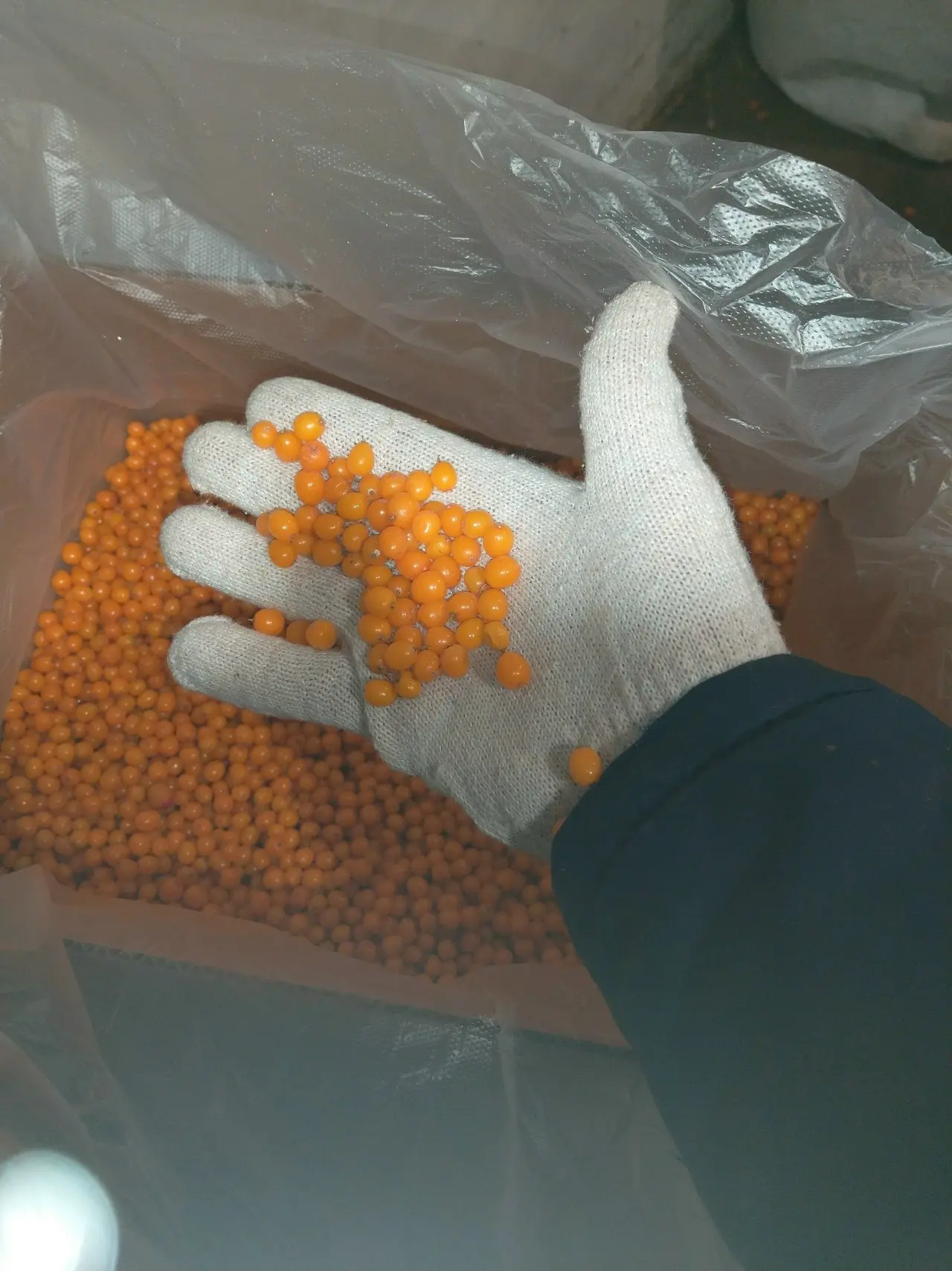 Продам облепиху. Лесная крупная цвет насыщенный. Свои поля.100 тонн за сезон. Качество ...
