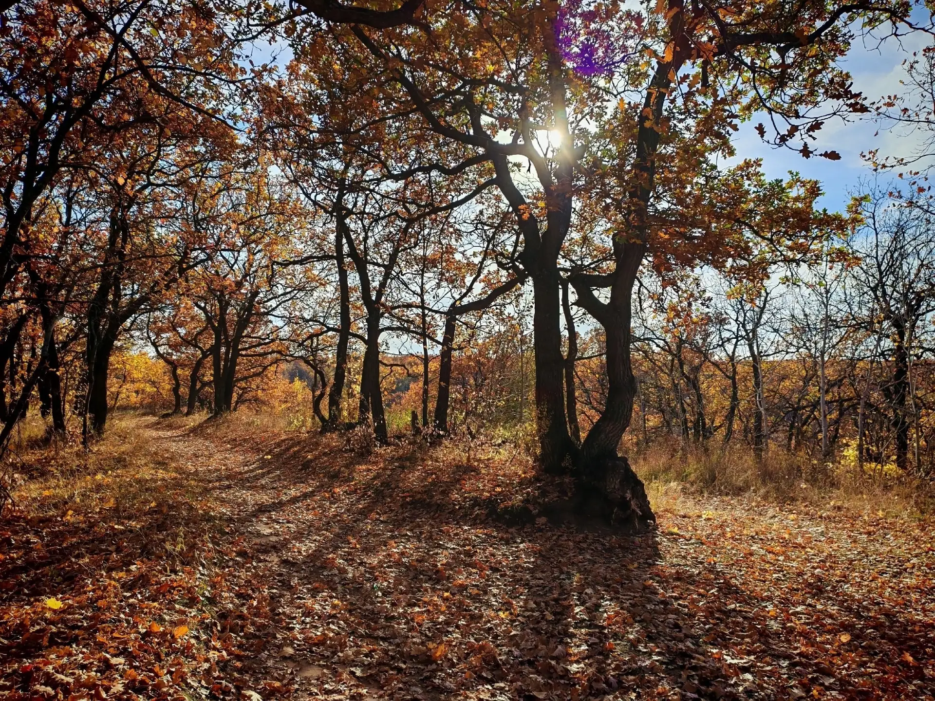 Осенняя природа.