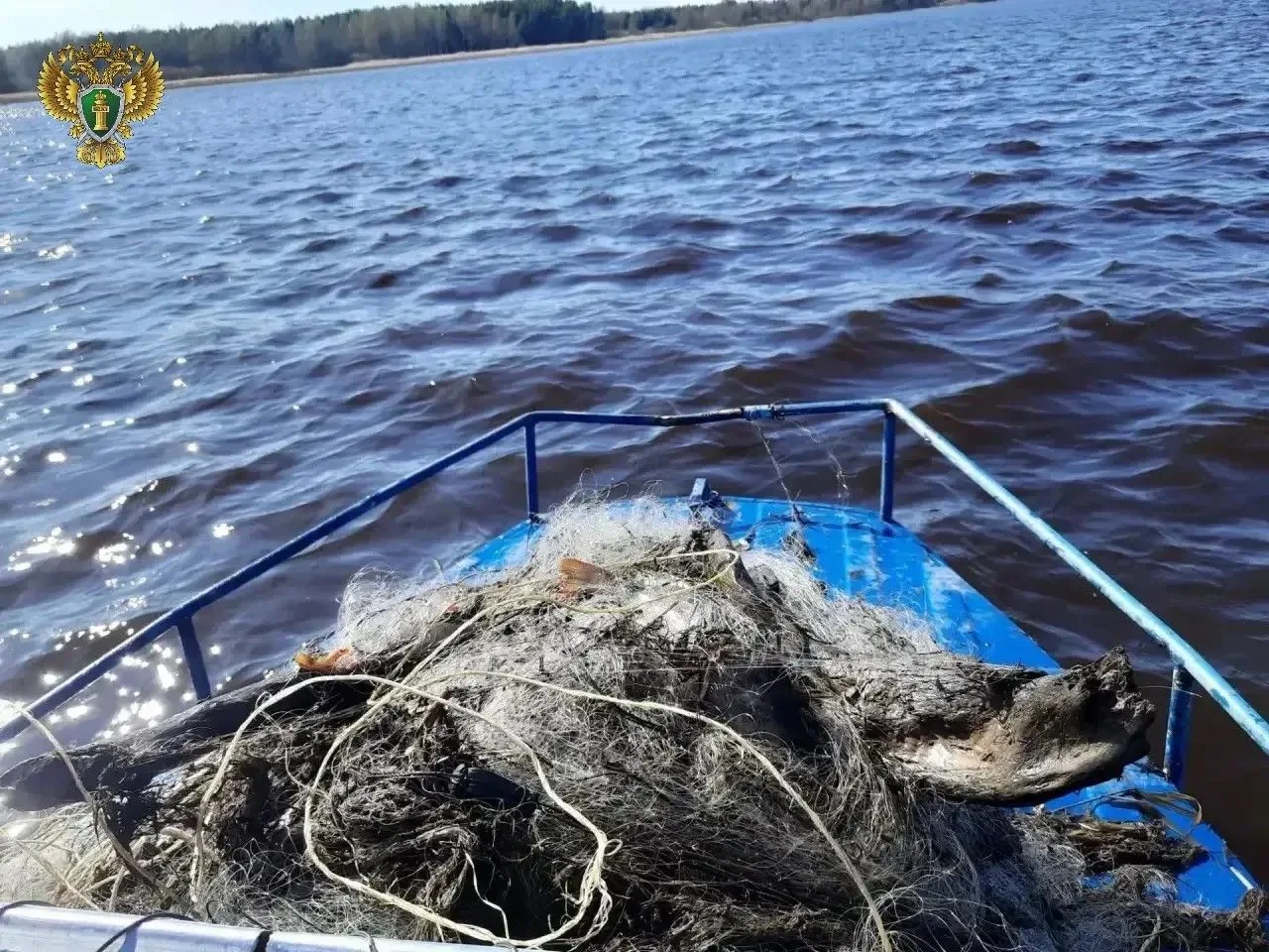 🐟По искам природоохранного прокурора более 20 бесхозяйных рыболовных сетей обращены в ...
