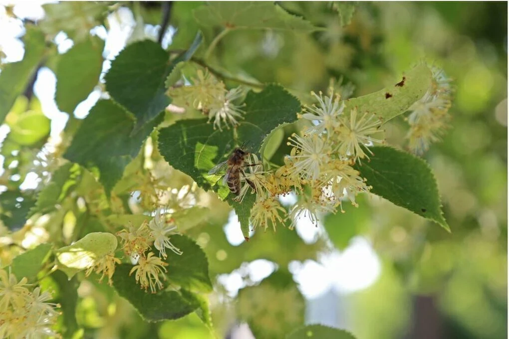 🌳 Бурзянская пчела под угрозой