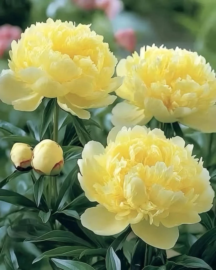 ПИОНЫ ЗАЦВЕТУТ ШАПКАМИ, ЕСЛИ СДЕЛАТЬ ЭТО ОСЕНЬЮ! ГЛАВНЫЕ ОШИБКИ 🌸