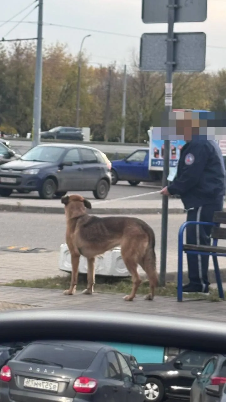 Охранница в ленте Набережные Челны зверски привязывают чипировинную собаку веревкой к с...