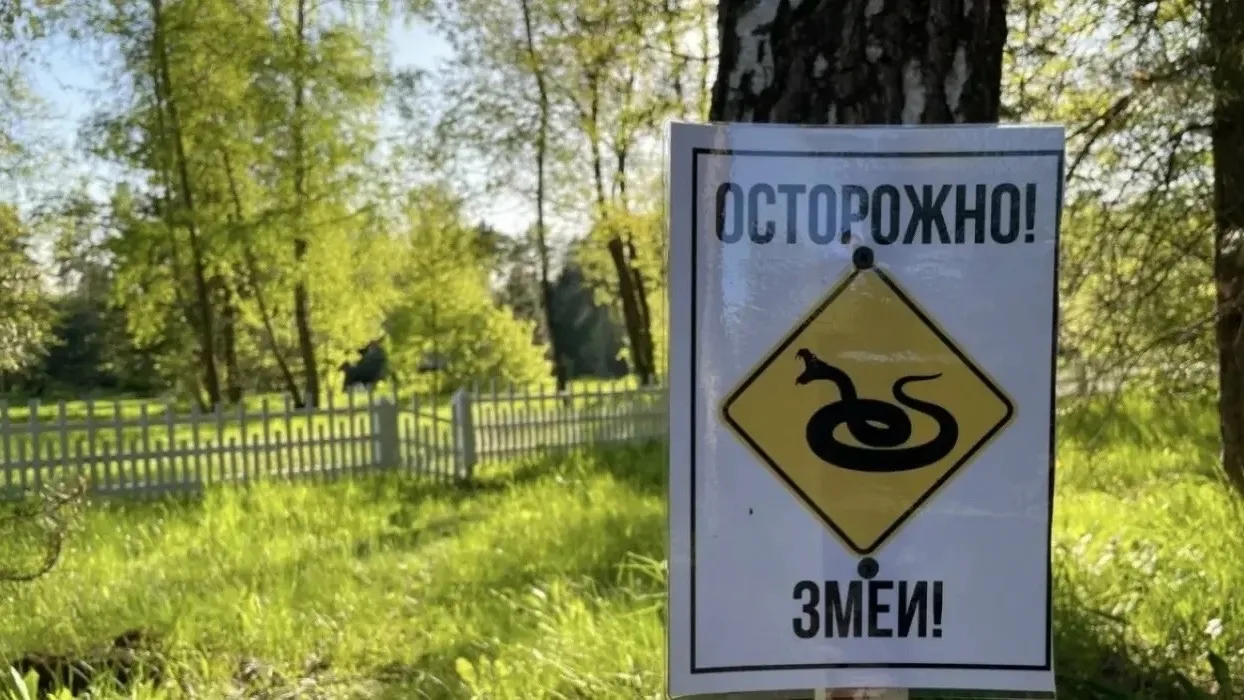 😱Жителей Самарской области предупредили о поздней зимовке гадюк