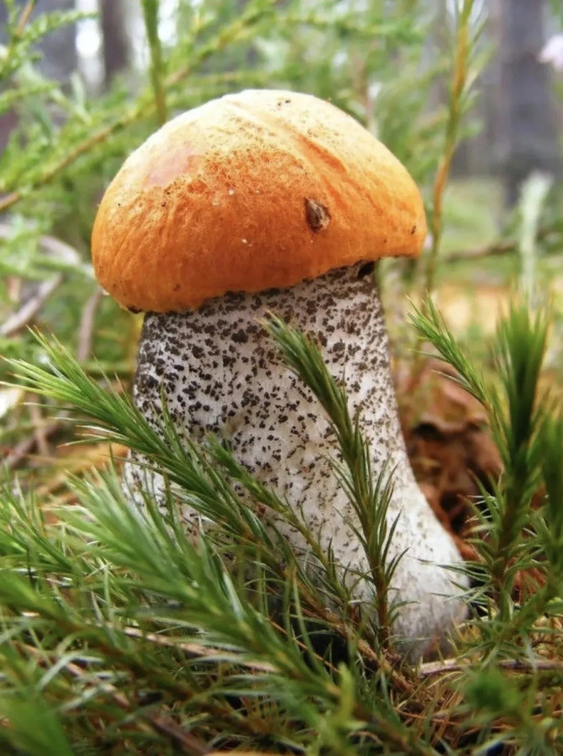 Какого красавца нашли подписчики. Даже жалко срывать 🍄‍🟫
