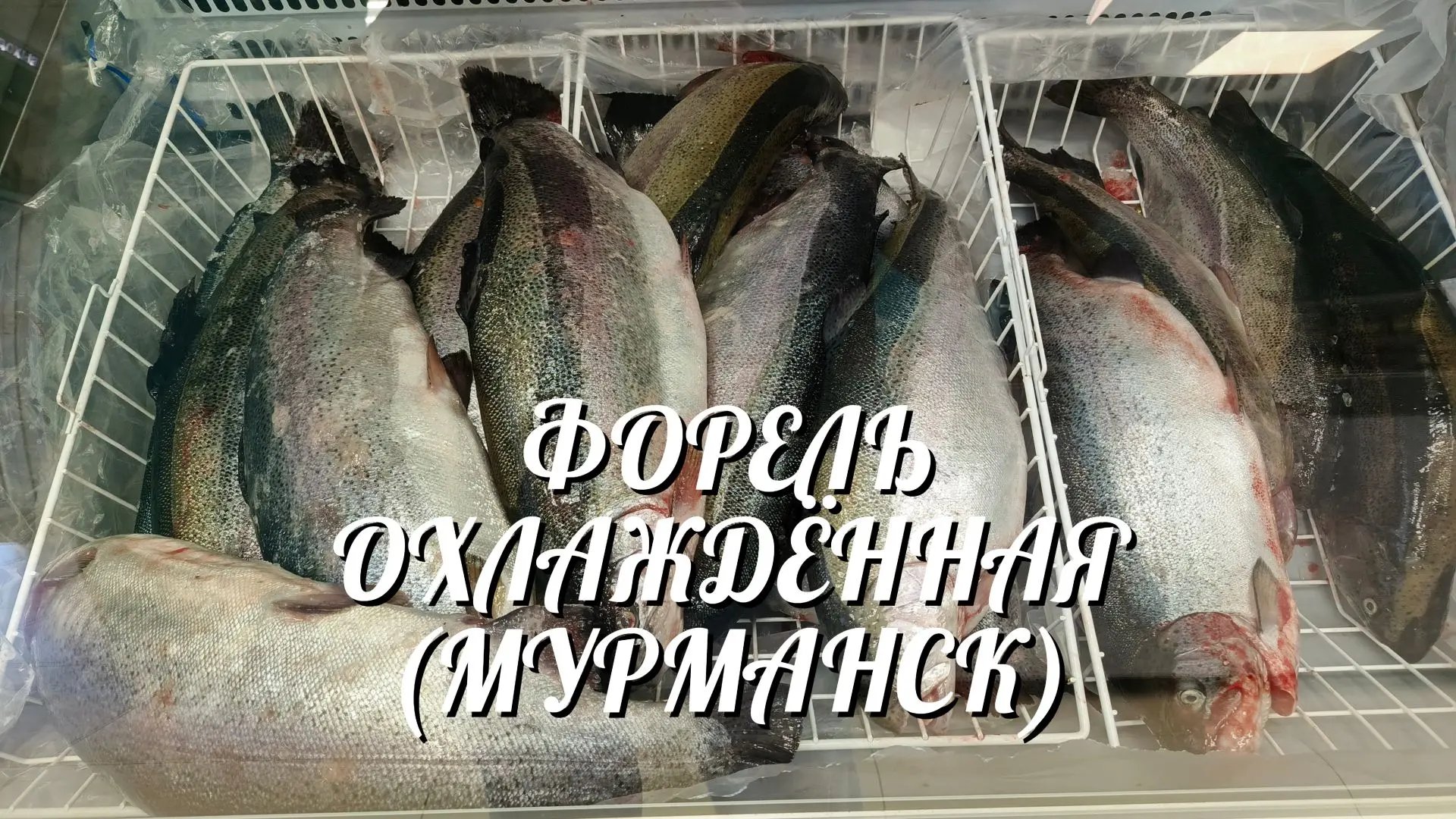 Друзья, СВОБОДНЫЕ РЫБЫ ОХЛАЖДЕННОЙ ФОРЕЛИ (Мурманск). Кому?❗