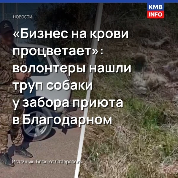→ Волонтеры обнаружили труп собаки у приюта в Благодарном. Волонтеры из Ессентуков посе...