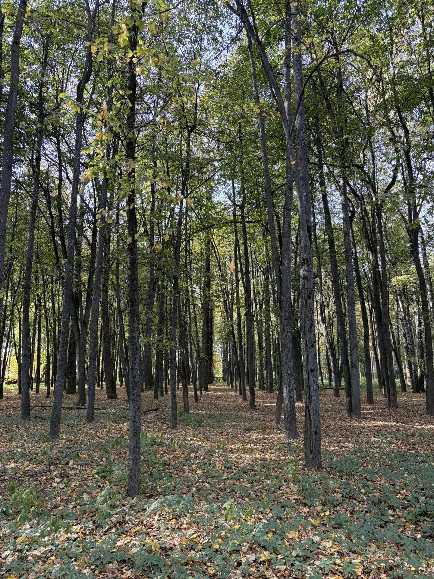 📸 Впечатление: Осень в Костроме 🍂