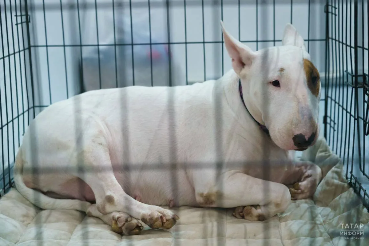 🐶 В Татарстане предложили признать бультерьеров потенциально опасными собаками