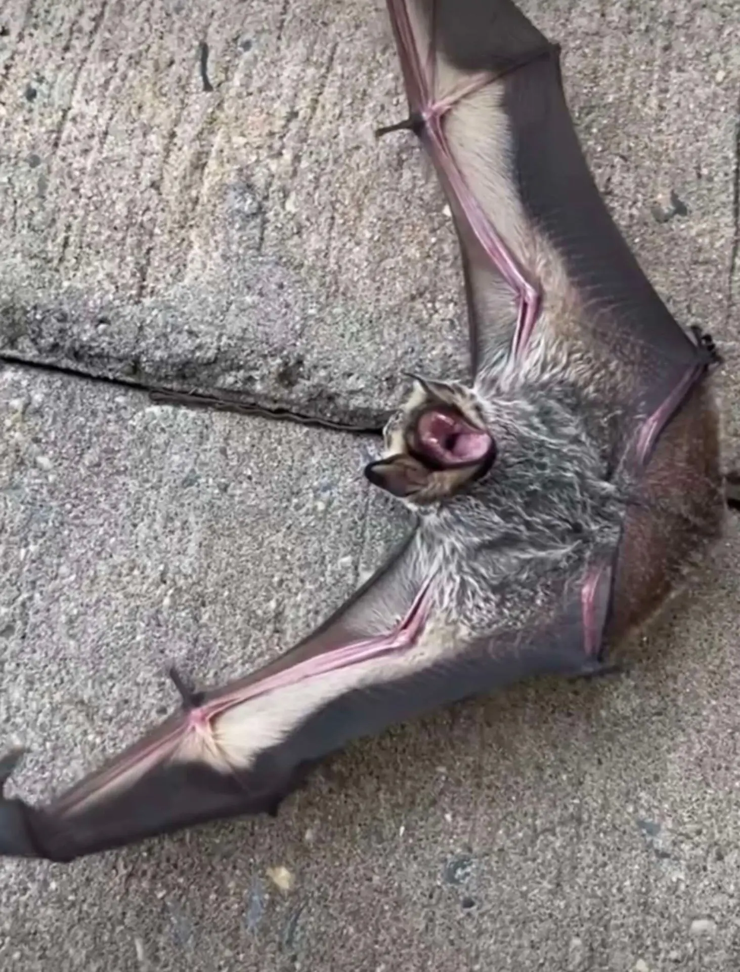 Крошка Нибблс и его лучший друг 🦇