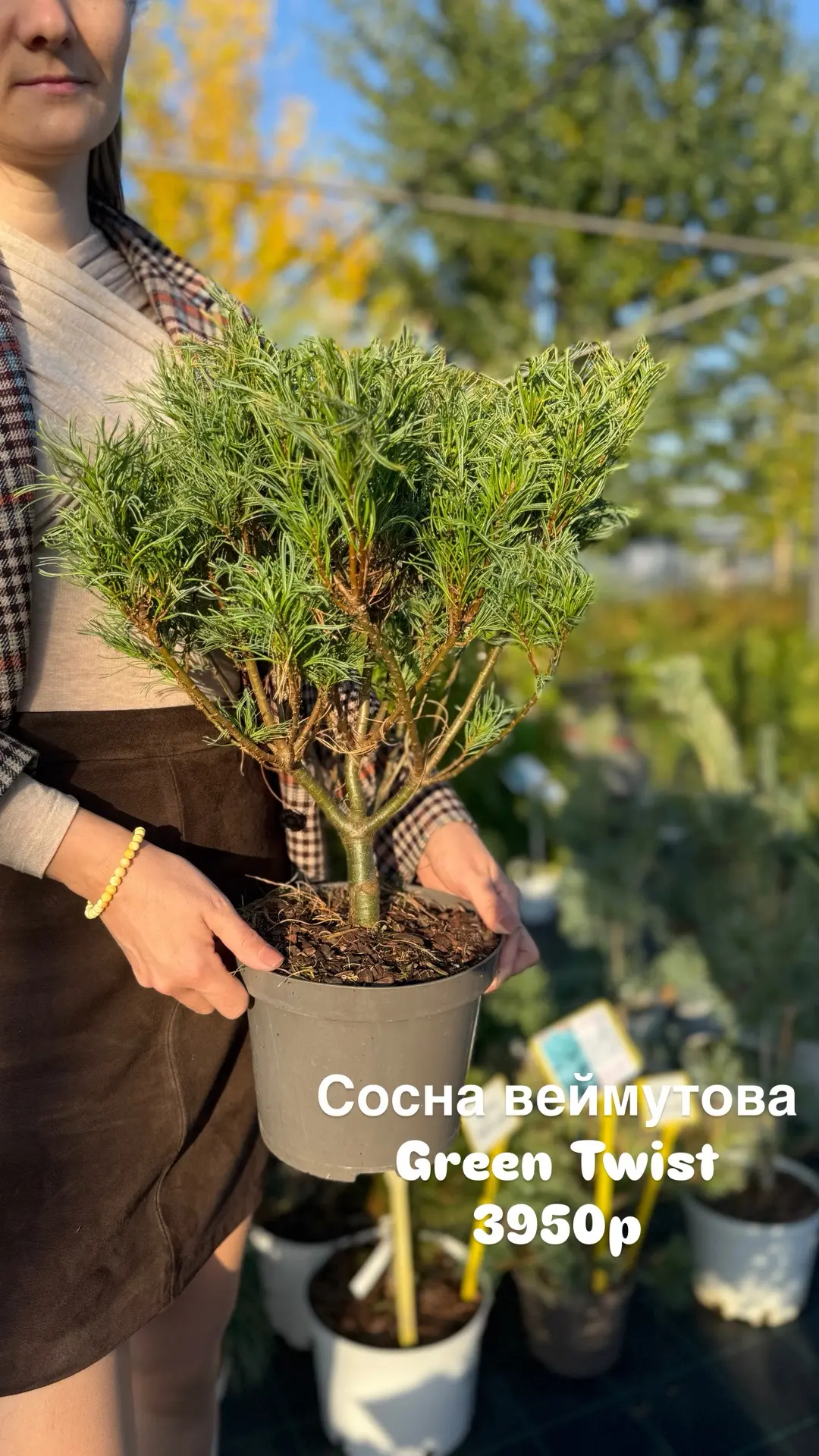 Полный обзор по соснам в контейнерах 😍 Есть доступные видовые сосны от 1200р и целая к...