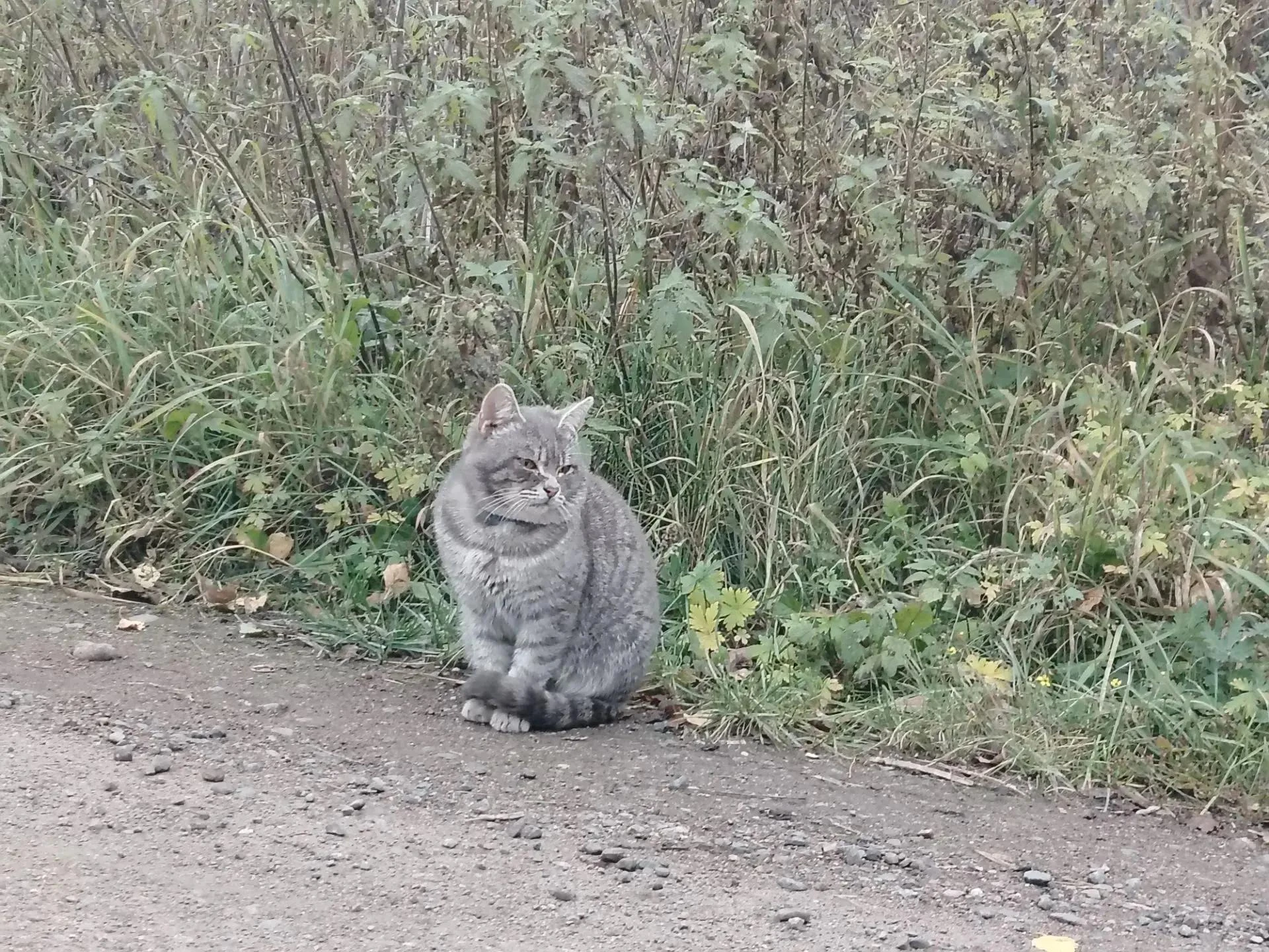 Много хвостов — много поводов улыбаться каждый день. 🐾🐾
