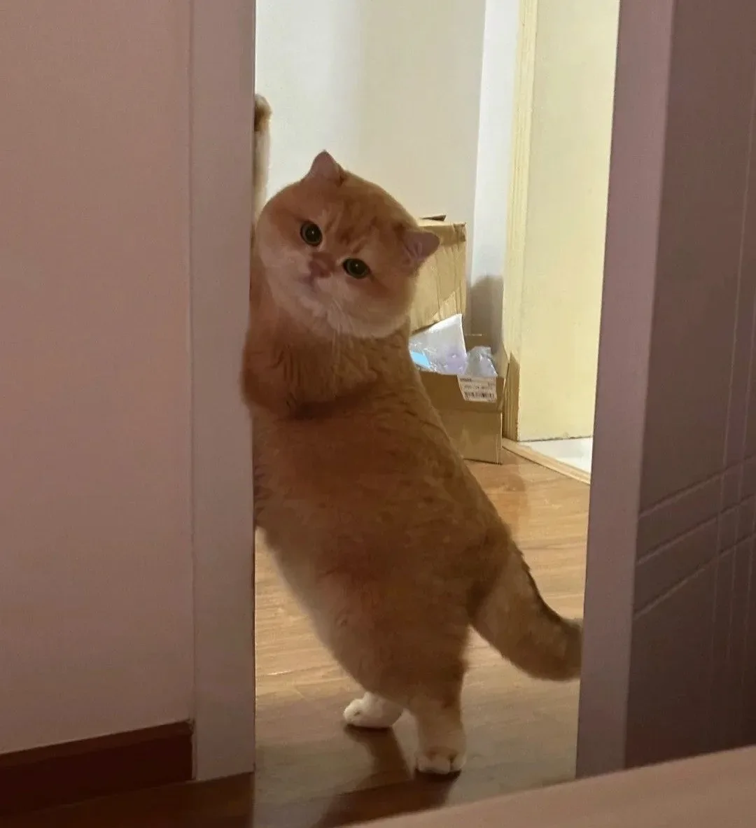 🐱 Как понять, что кот считает квартиру своей?