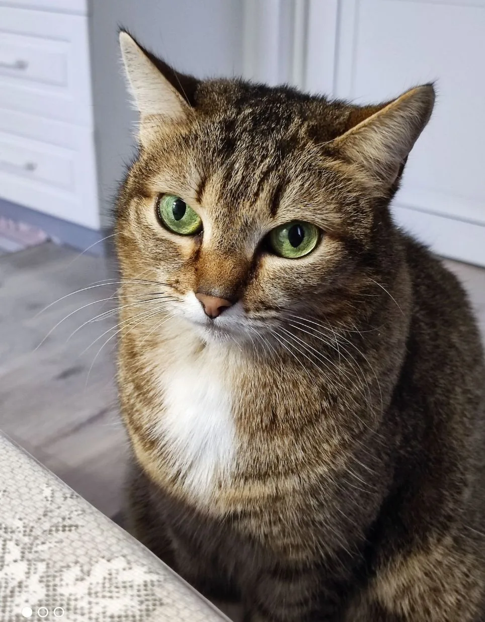 Моя котА😻
