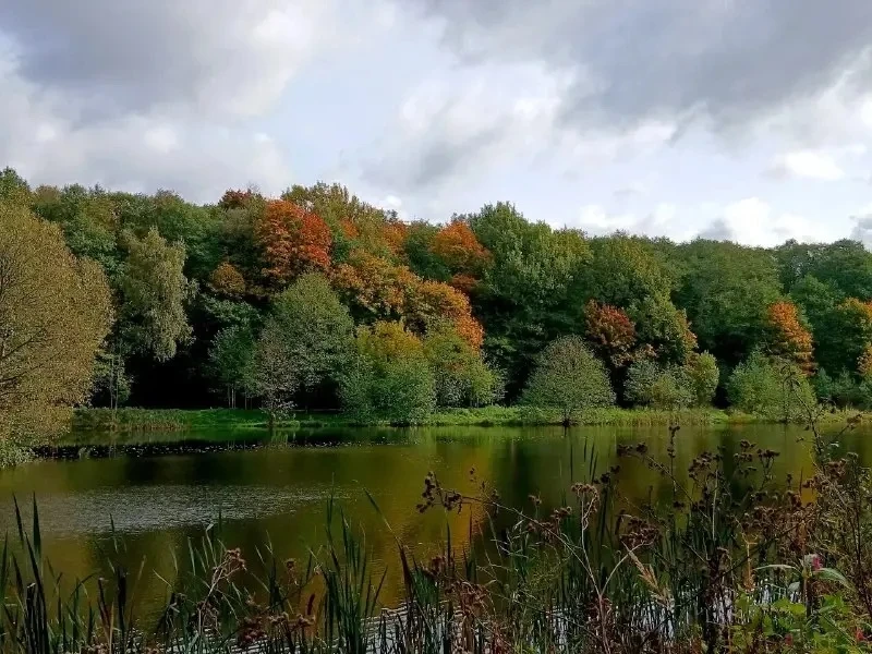 🍁 Осень в Терлецком лесопарке