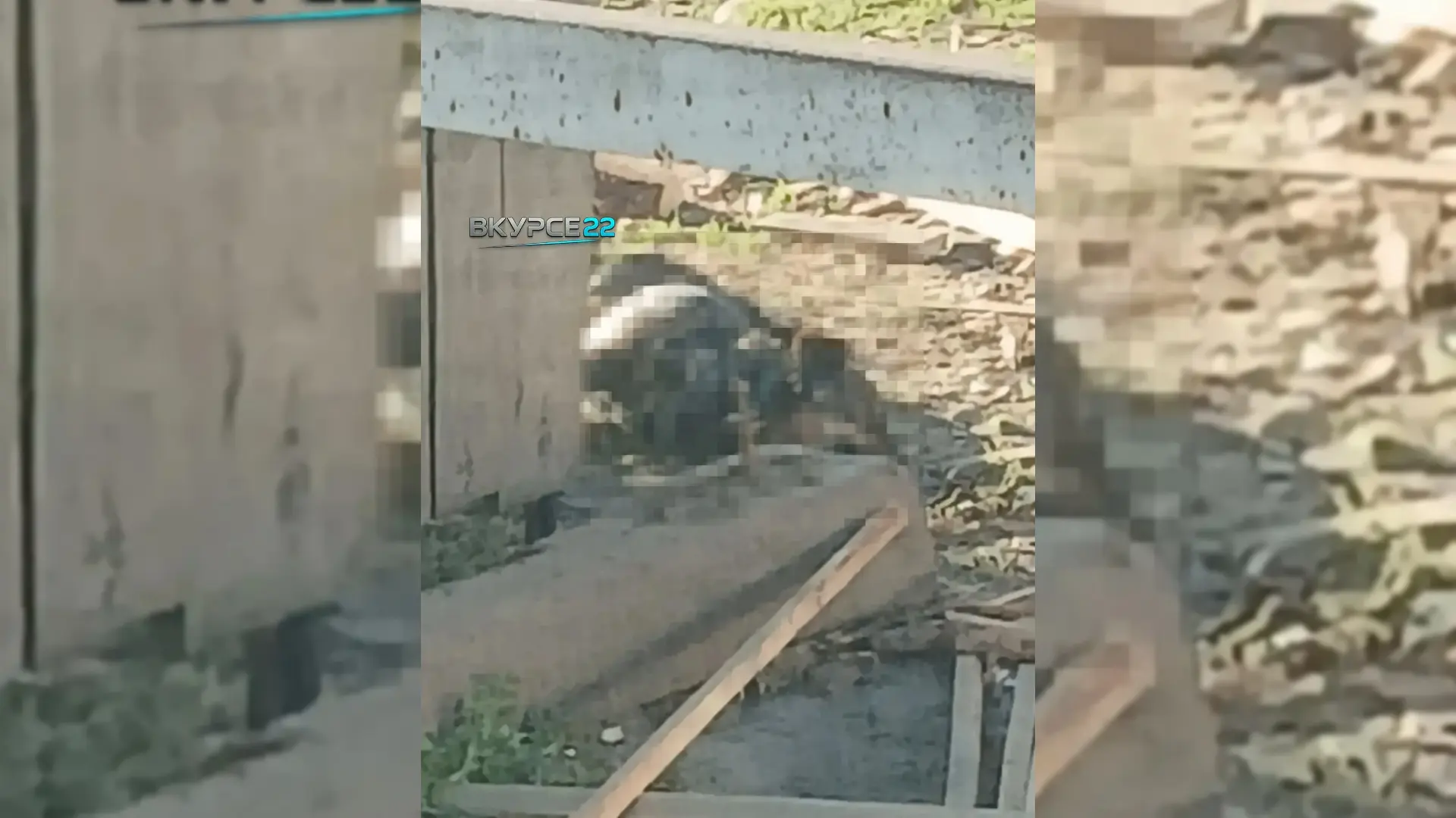 Ударили топором и бросили в мешок. Жестокая расправа над собакой возмутила барнаульцев
