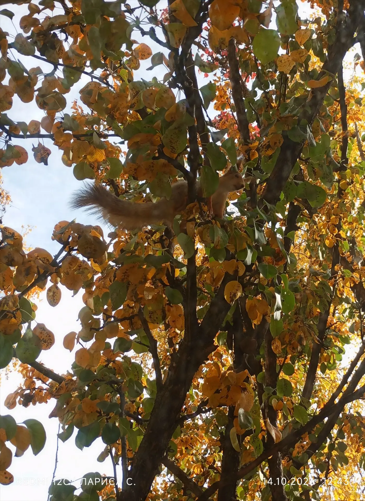 Груш на дереве уже нет, белочка 🐿️ собрала все свои запасы с веток и перетащила поближ...