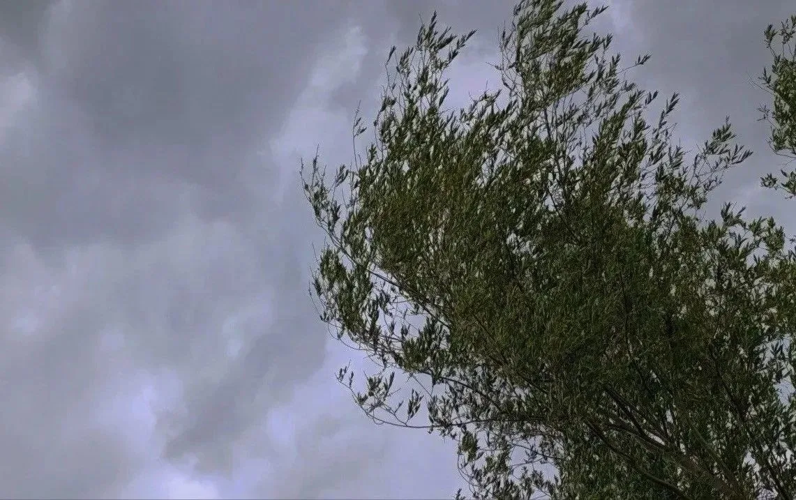 В Самарской области объявили желтый уровень погодной опасности из-за ветра до 18 м/с 🌬️