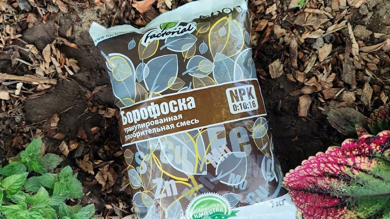 🍂 Борофоска осенью: кому польза, а кому вред