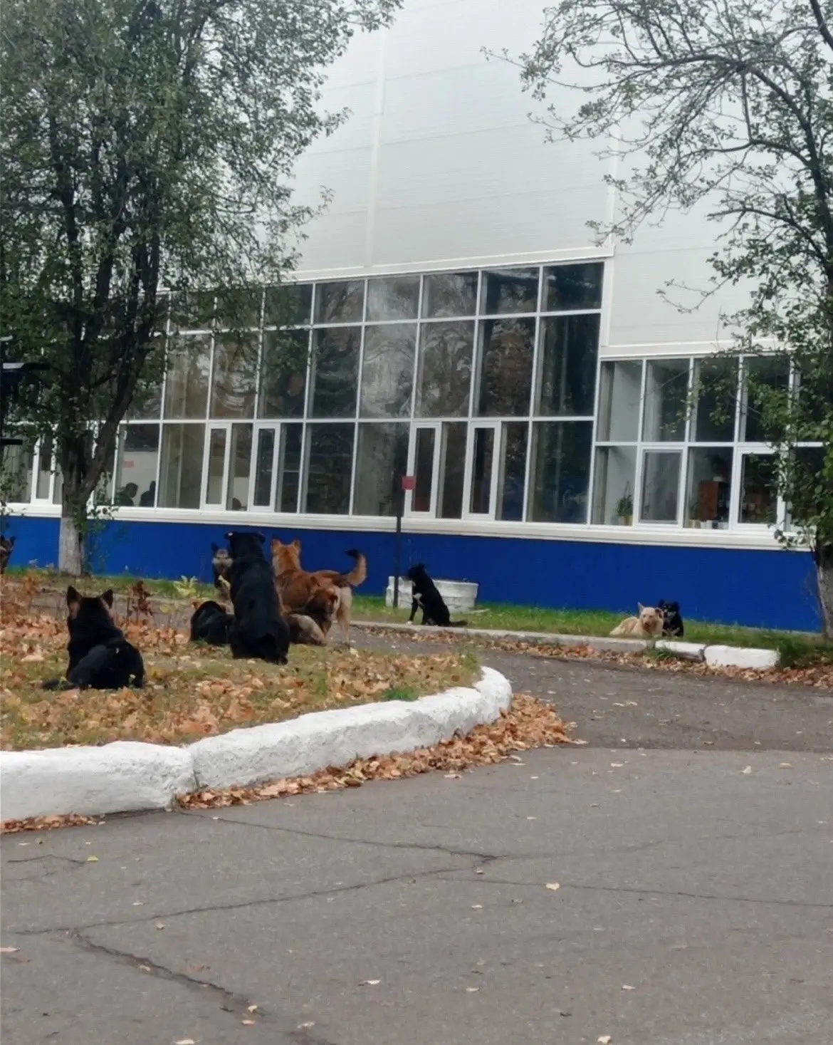 У нас на заводе обитает целая стая бродяг.