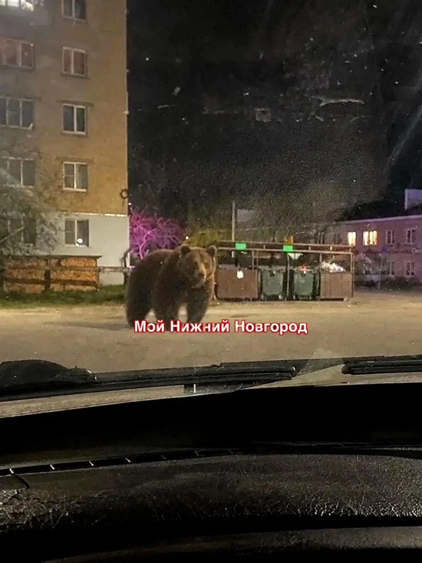 ❗️В Нижегородской области разрешили отстрел медведей после их выхода к людям в Шахунье