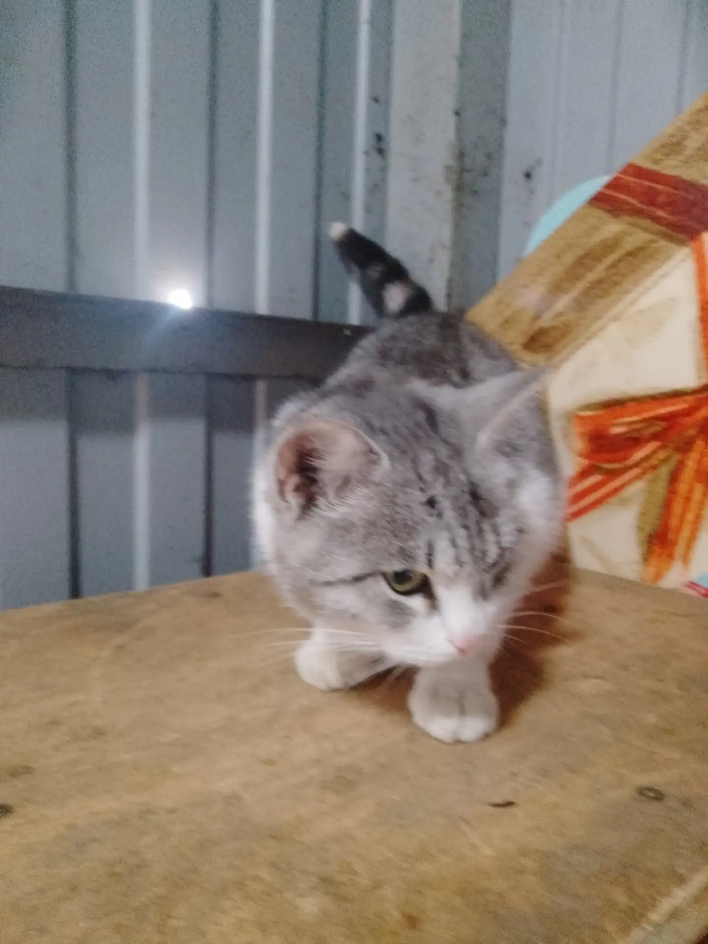 Нашелся кот или кошка. Потерявших обращаться в магазин Магнит по адресу Лобашова 154
