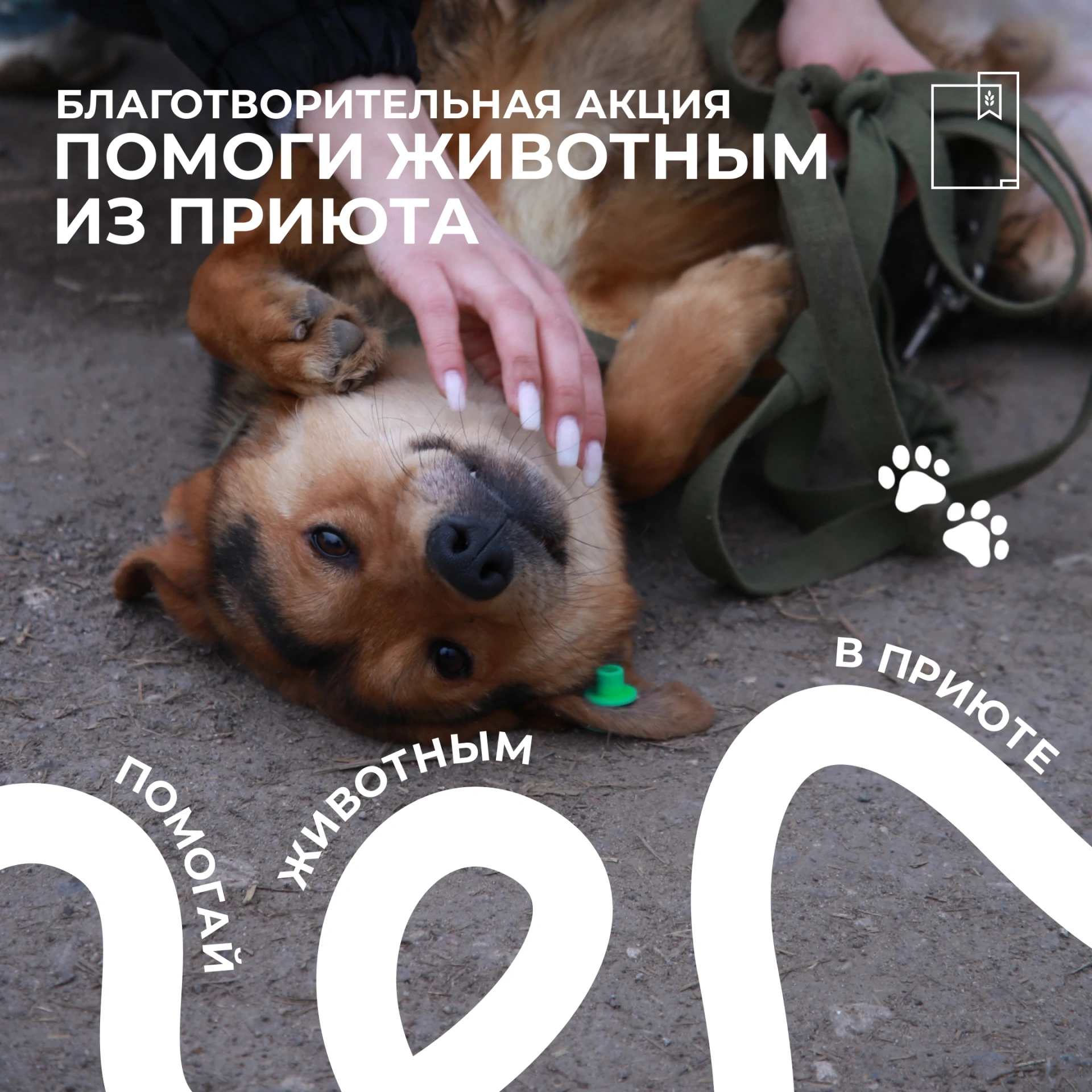 🐶 Время заботиться о наших маленьких друзьях!