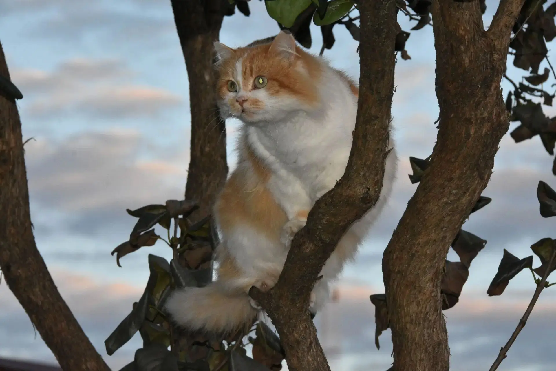 🆘 Пропал кот.