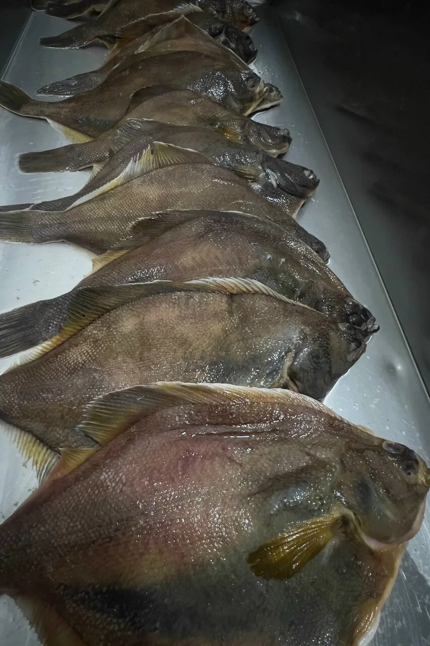 По вашим просьбам — снова приехала КАМБАЛА 🐟
