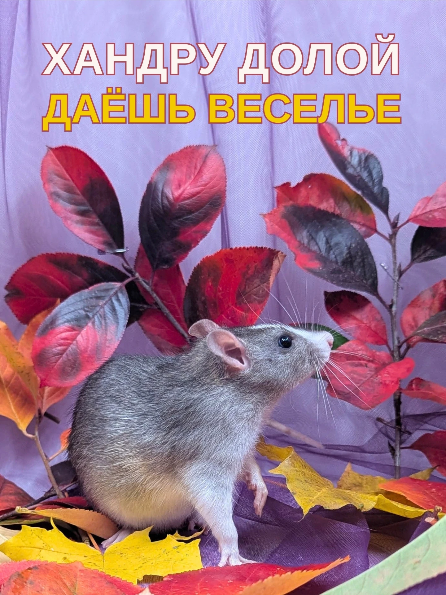 ☔На вас напала осенняя хандра? Эта девчонка способна развеселить даже ослика Иа! 🎉