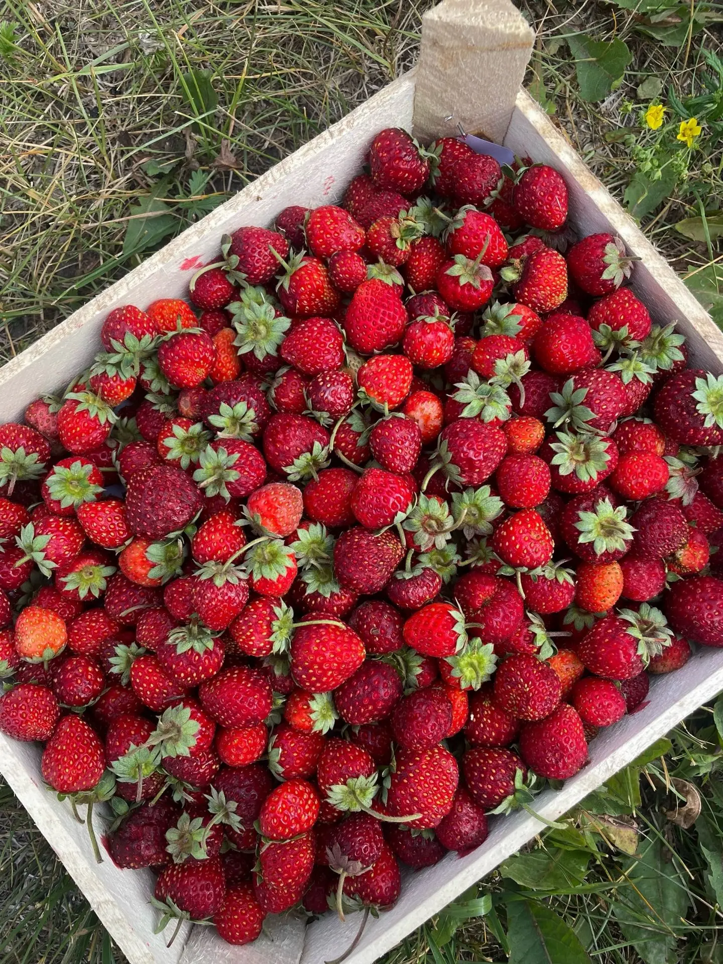 🍓🌈Доброе утро! Поставка продолжается!