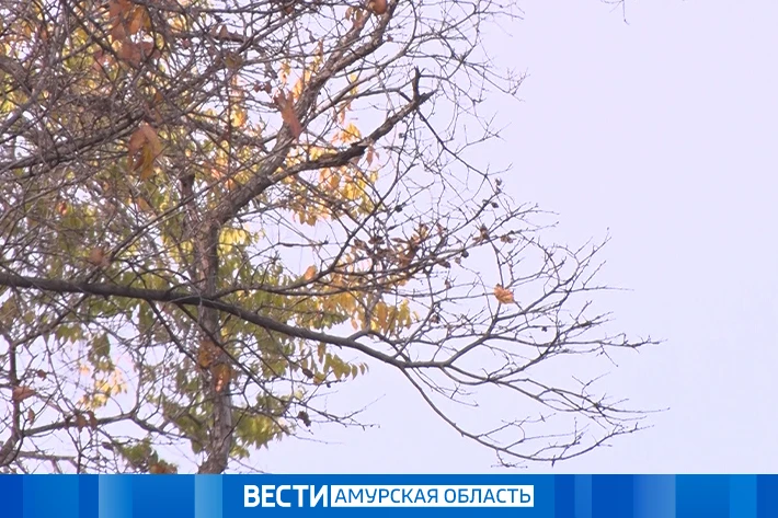 Дожди, мокрый снег и порывистый ветер: прогноз погоды на 12 октября в Приамурье