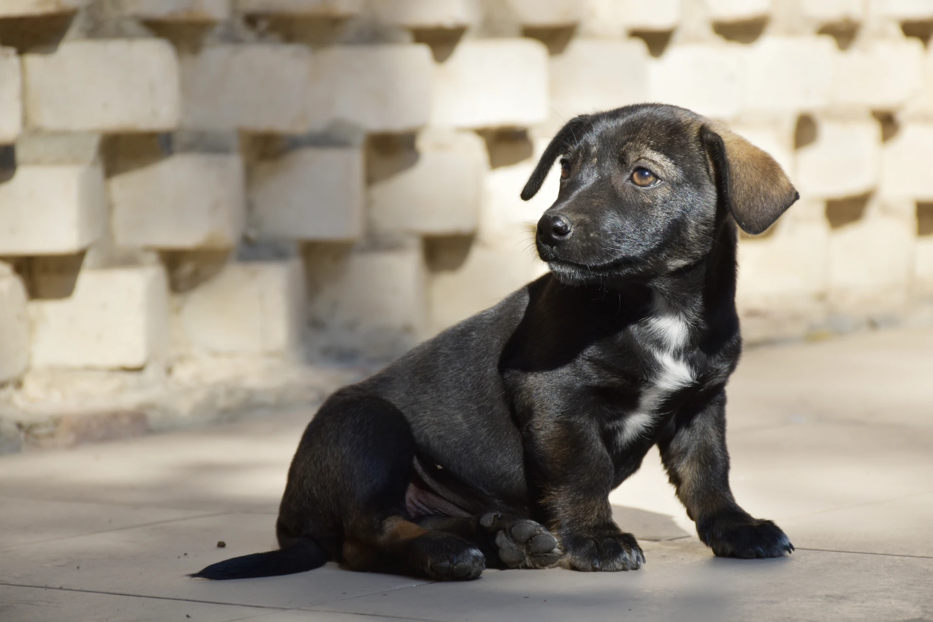 🐾 ПОТЕРЯШКА ИЩЕТ ДОМ ИЛИ ХОЗЯИНА 🐾
