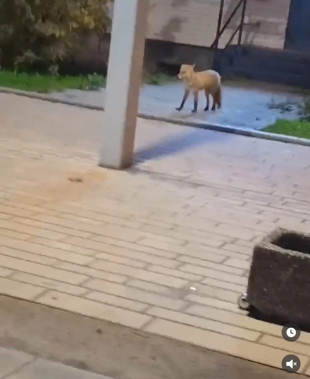 Ночью в центре города гуляла 🦊