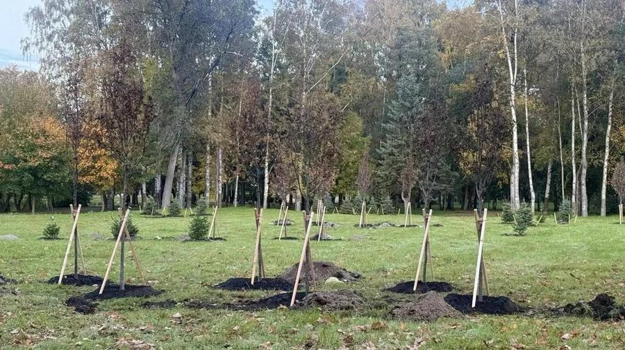 На месте «Спорт Паласа» на Крестовском острове теперь растут 70 деревьев