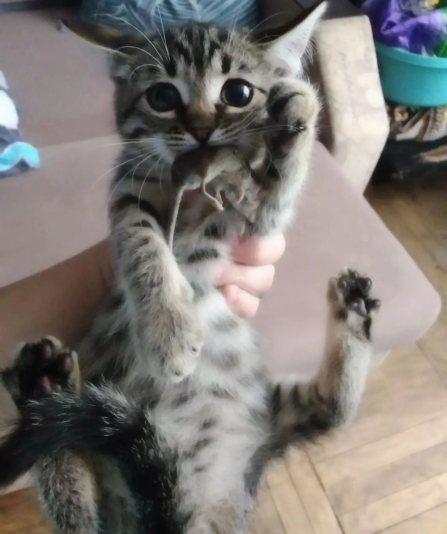 Отдаю котёнка в добрые руки.