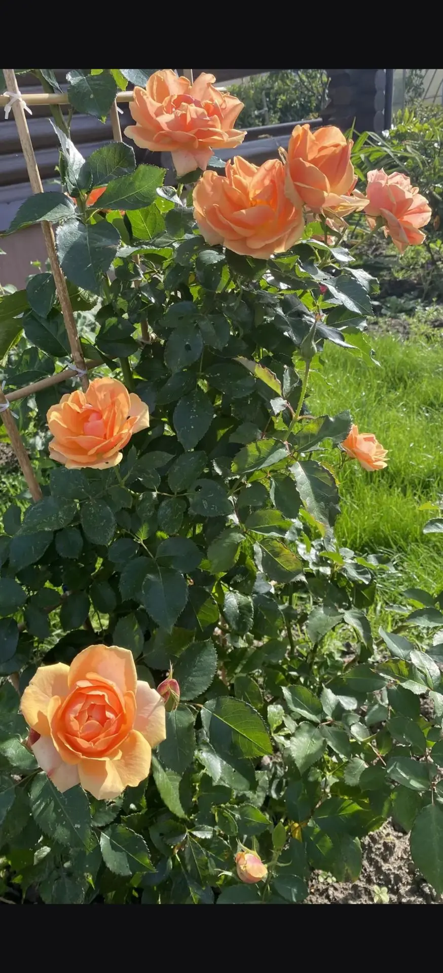 🌹 Розы умеют останавливать время.