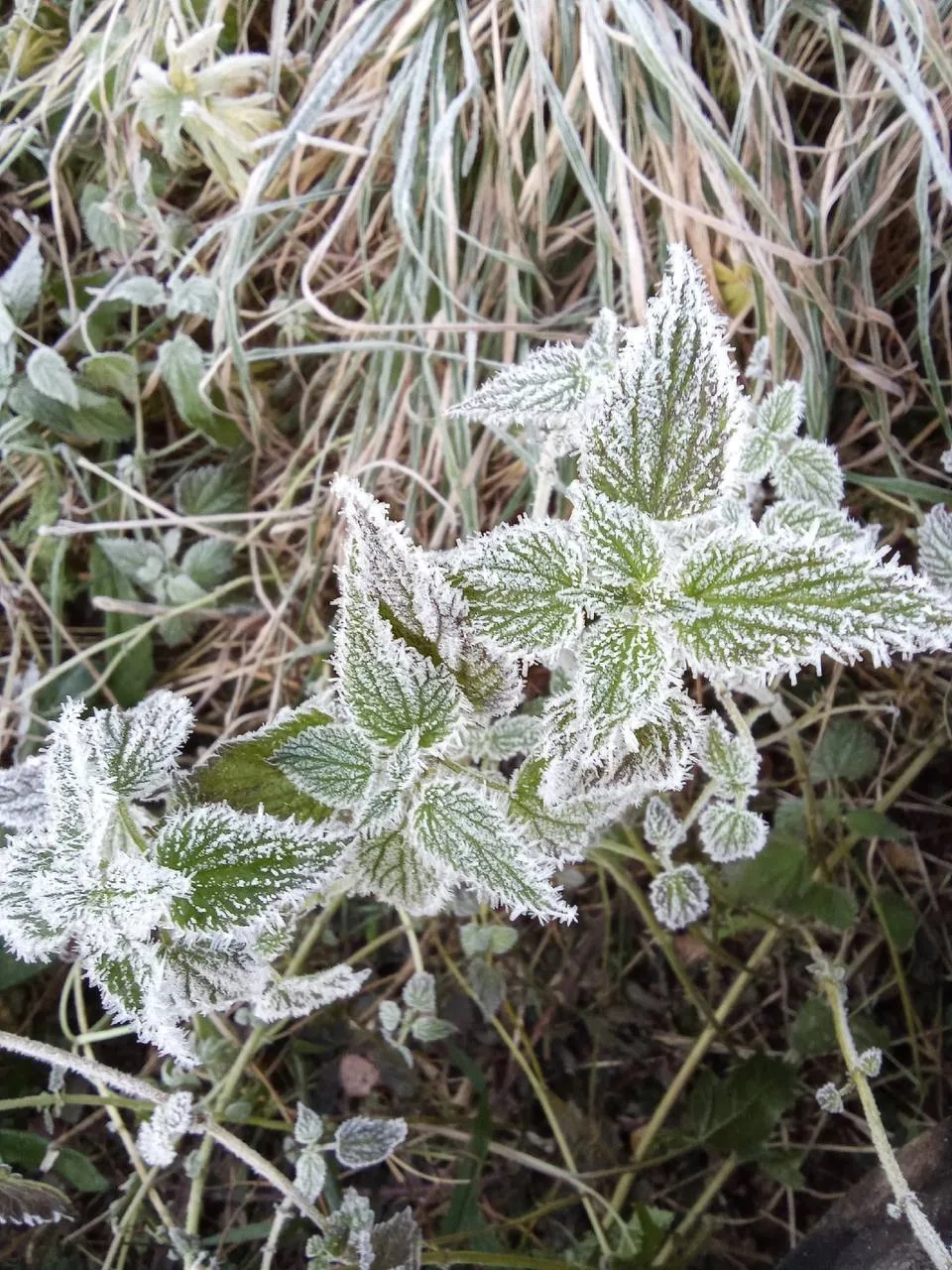 В области уже можно увидеть и такое. Брр 🥶