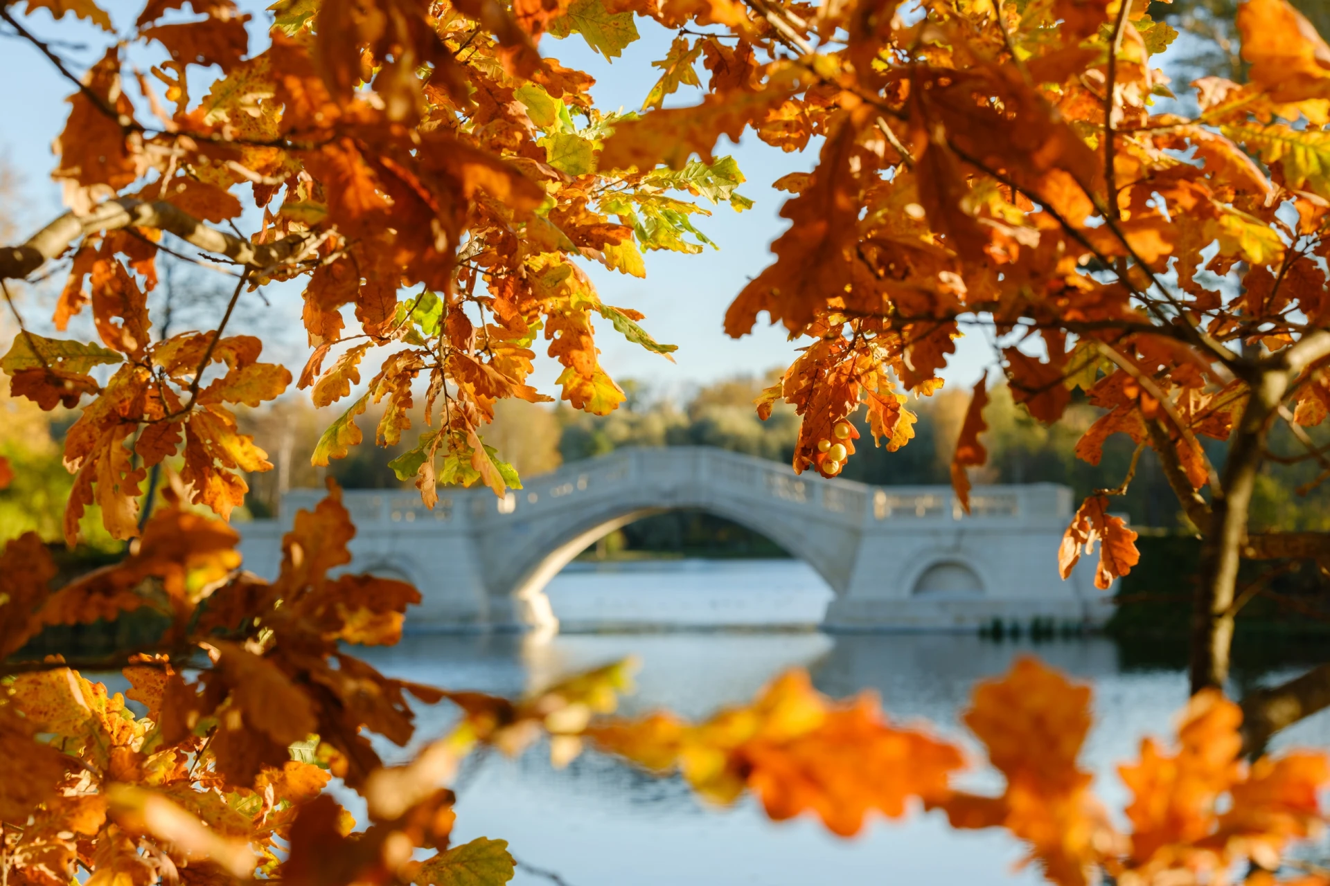 🍂 Красивая золотая осень в Гатчине