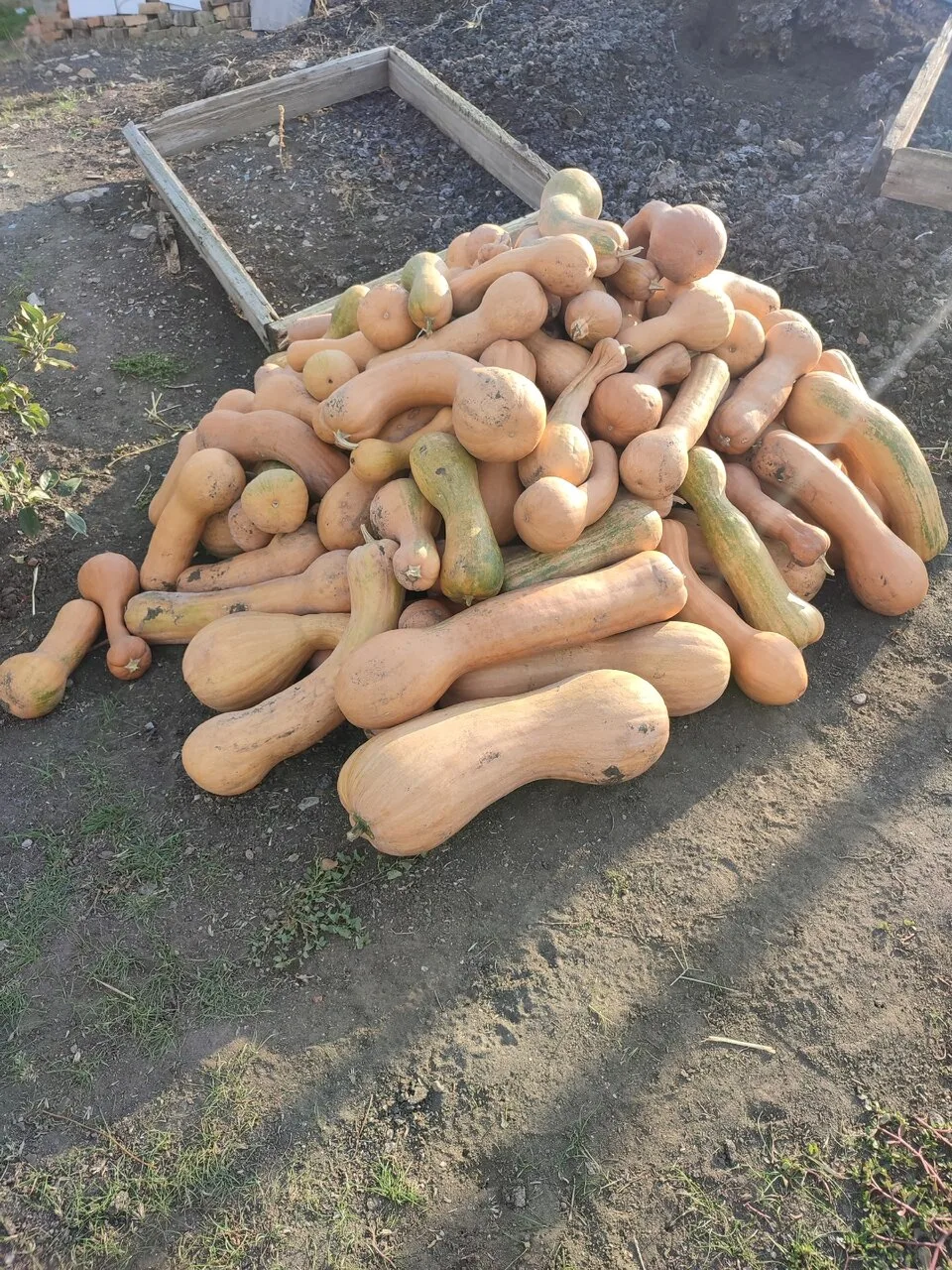 Продам тыкву