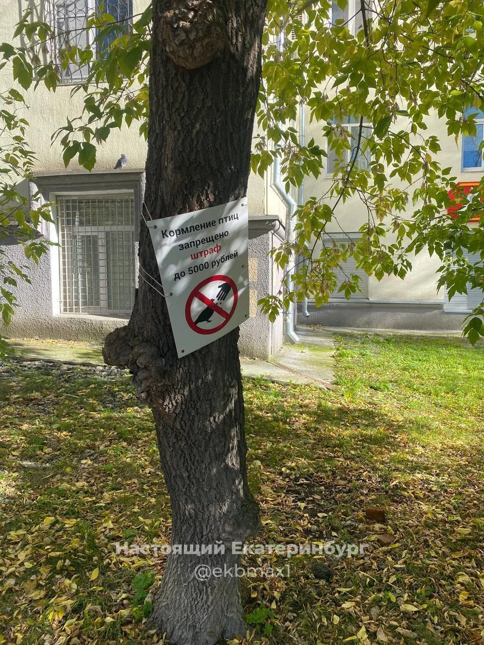 На Генеральской между Ленина и Первомайской кто-то запретил кормить птиц, даже штрафова...