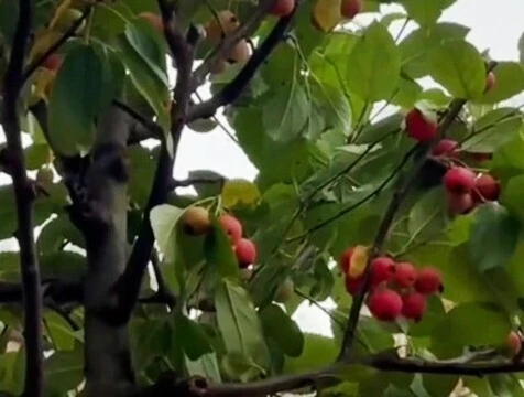 Декоративные яблони высаживают на Маршала Жукова в Калуге