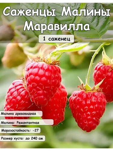 🌱 Создайте сад своей мечты вместе с интернет-магазином «КОРНЕЦВЕТ»! 🌸