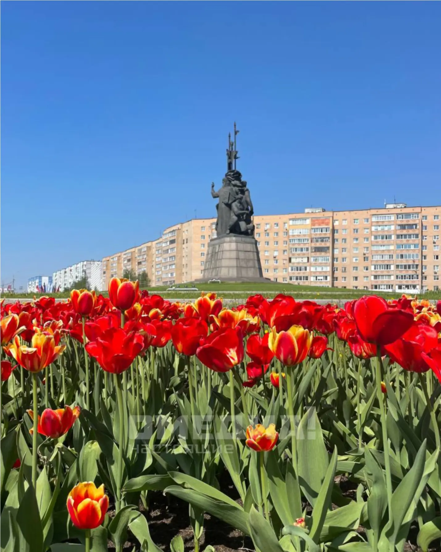 🌷 Почти 40 тысяч тюльпанов зацветут в Сургуте весной 2027 года